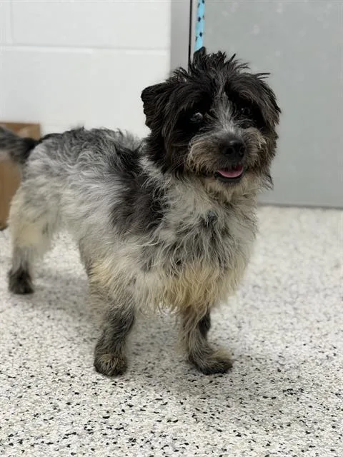 An adult small-sized male Cairn Terrier dog named Sir Scruffington for adoption in Canfield, OH