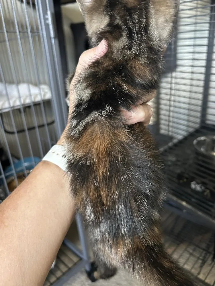 A baby medium-sized female Gray / Blue / Silver Domestic Short Hair cat named Luna for adoption in Clinton Township, MI