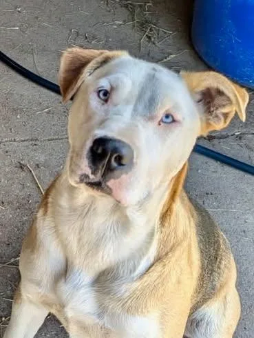 Archie