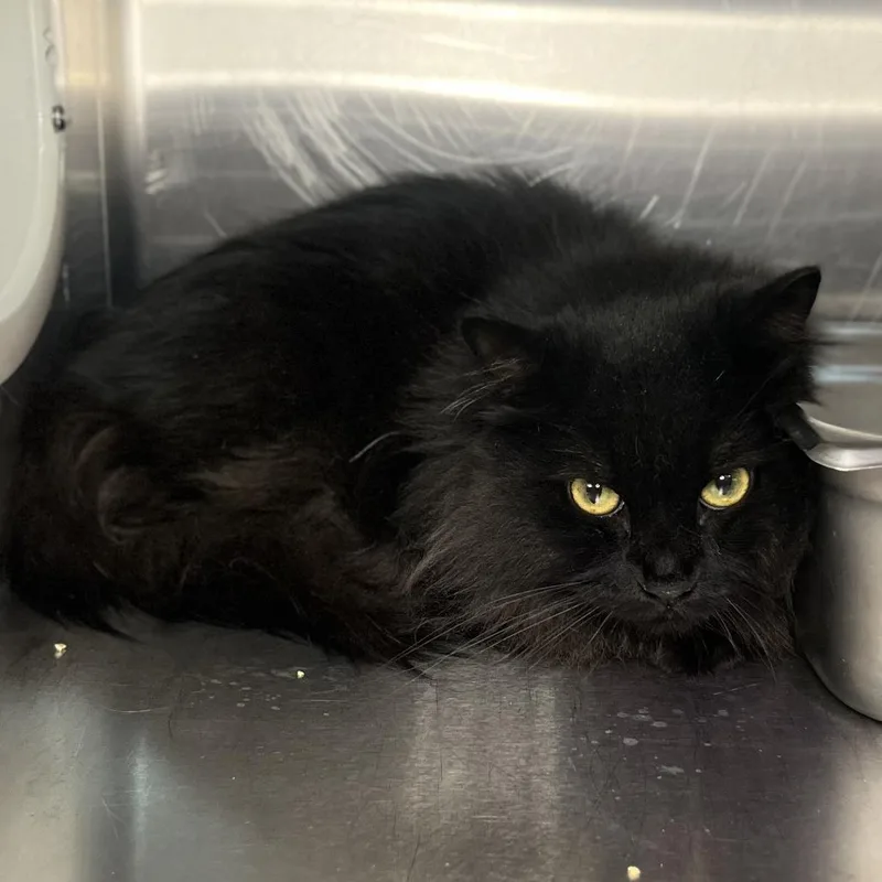 An adult large-sized male Black Domestic Long Hair cat named Paris for adoption in Palm Springs, CA