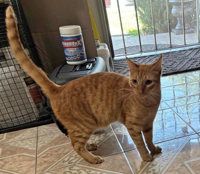 A young small-sized male Orange & White Domestic Short Hair cat named Edward for adoption in Mission Viejo, CA