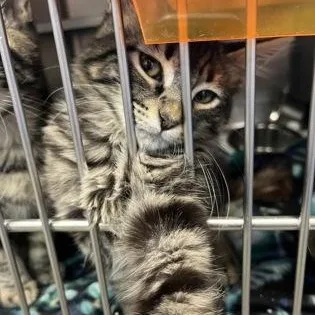 A baby medium-sized male Black Domestic Medium Hair cat named Serpent for adoption in Rapid City, SD