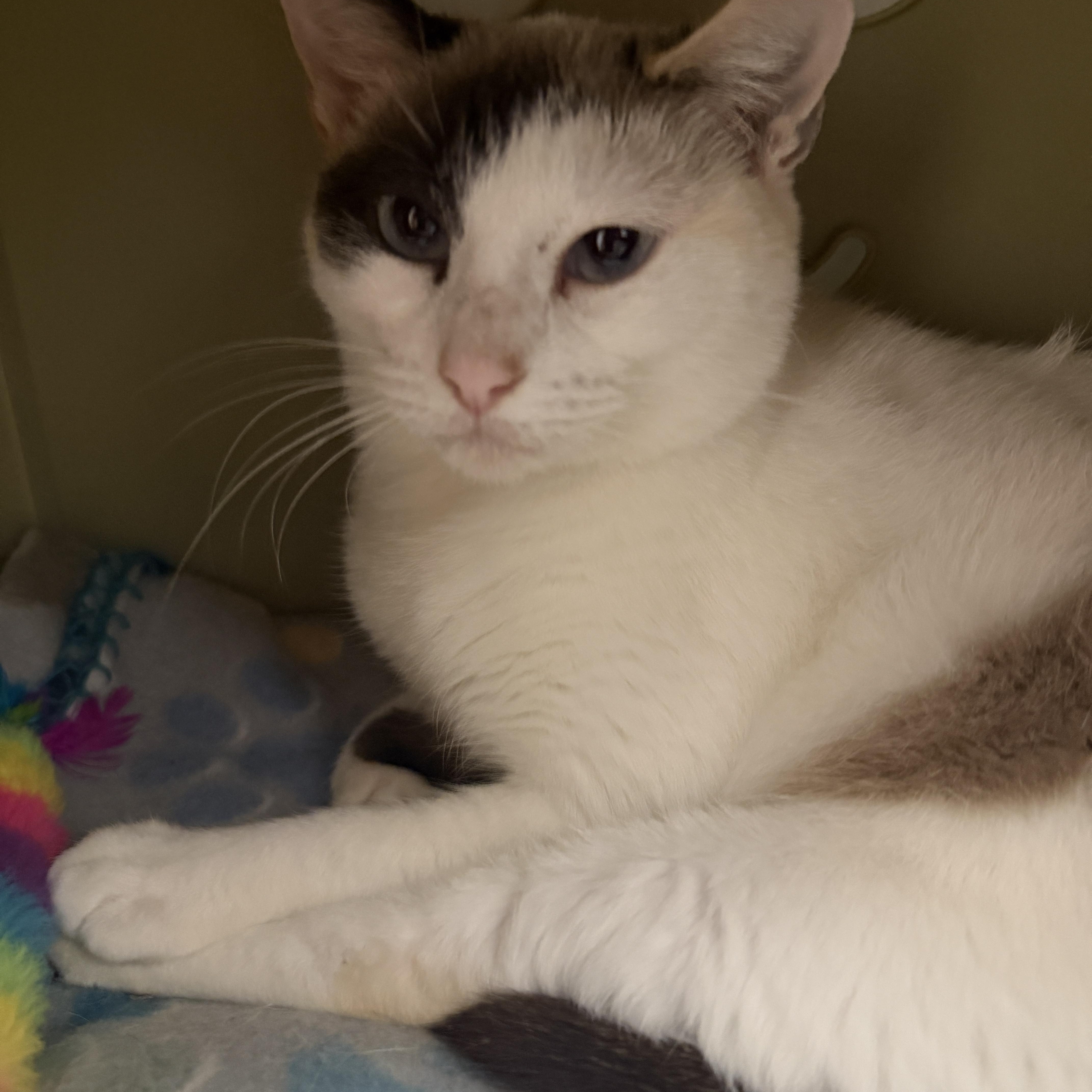 A baby medium-sized female White Domestic Short Hair cat named Tamaya for adoption in Palm Harbor, FL