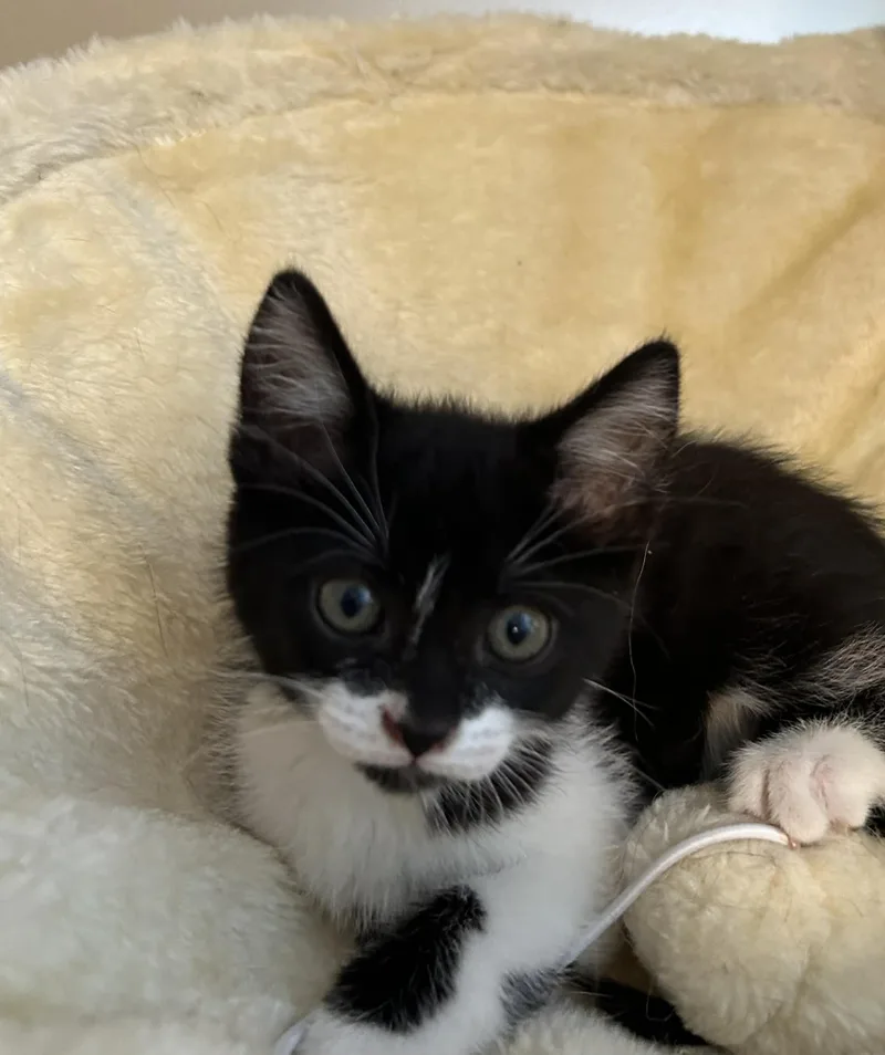 A baby medium-sized female Black & White / Tuxedo Domestic Short Hair cat named Sophie for adoption in Lewis Center, OH