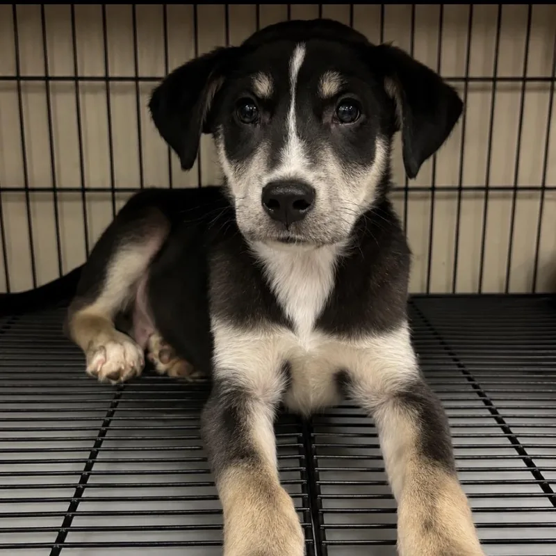 A young medium-sized male German Shepherd Dog dog named Silas for adoption in Homewood , IL