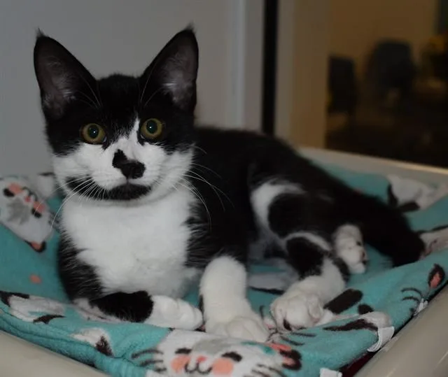 A baby small-sized female Domestic Short Hair cat named Christina for adoption in Sarasota, FL