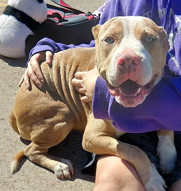 An adult large-sized female Catahoula Leopard Dog named Sapphire for adoption in Lafayette, LA