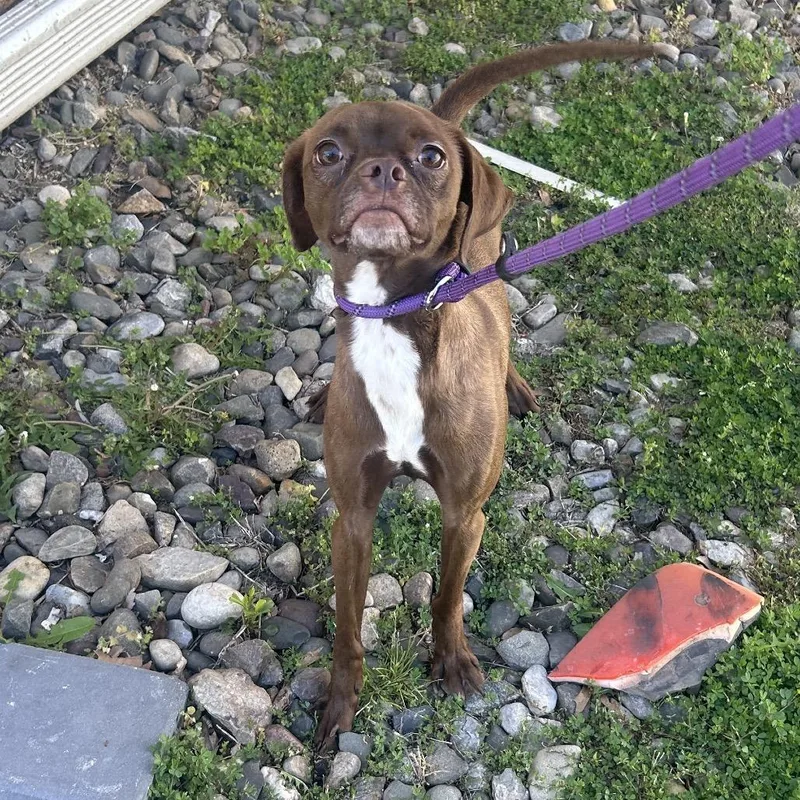 An adult small-sized male Brown / Chocolate Terrier dog named Wonka for adoption in Newark, NJ
