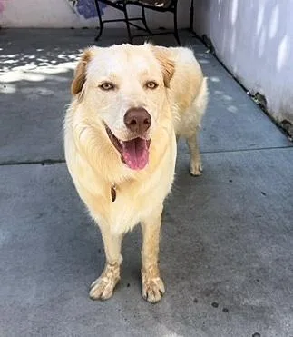 An adult large-sized male Golden Retriever dog named Chip for adoption in Los Angeles, CA