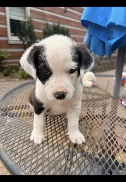 A baby medium-sized male Border Collie dog named Widget for adoption in Morton Grove, IL