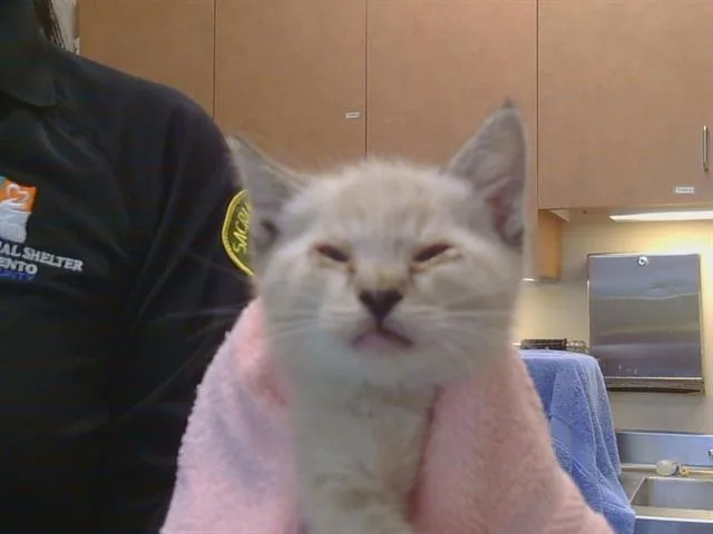A baby small-sized female Domestic Short Hair cat named Olive for adoption in Sacramento, CA