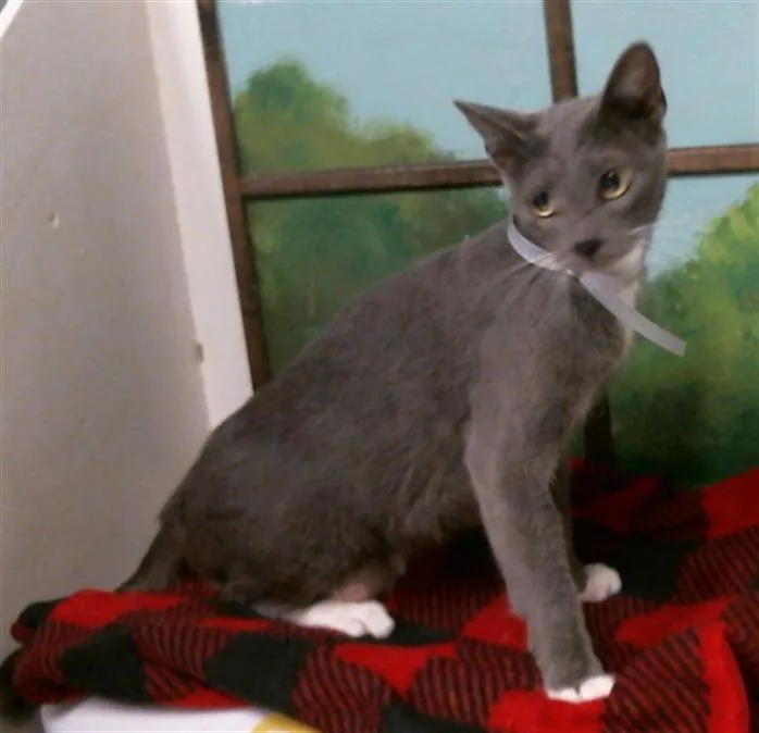 A young medium-sized female Domestic Short Hair cat named Misty for adoption in Houston, TX