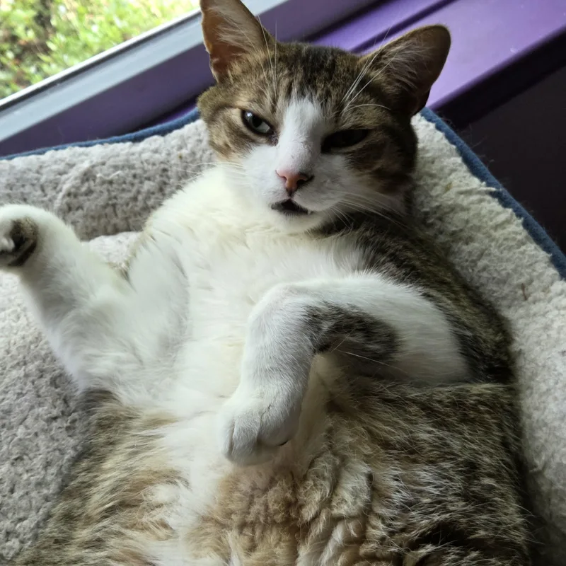 Ramses thumbnail 2