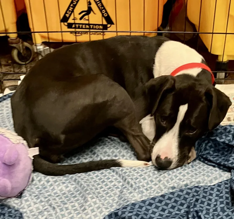 A young medium-sized female Black Mixed Breed dog named Chalupa for adoption in Parma, OH