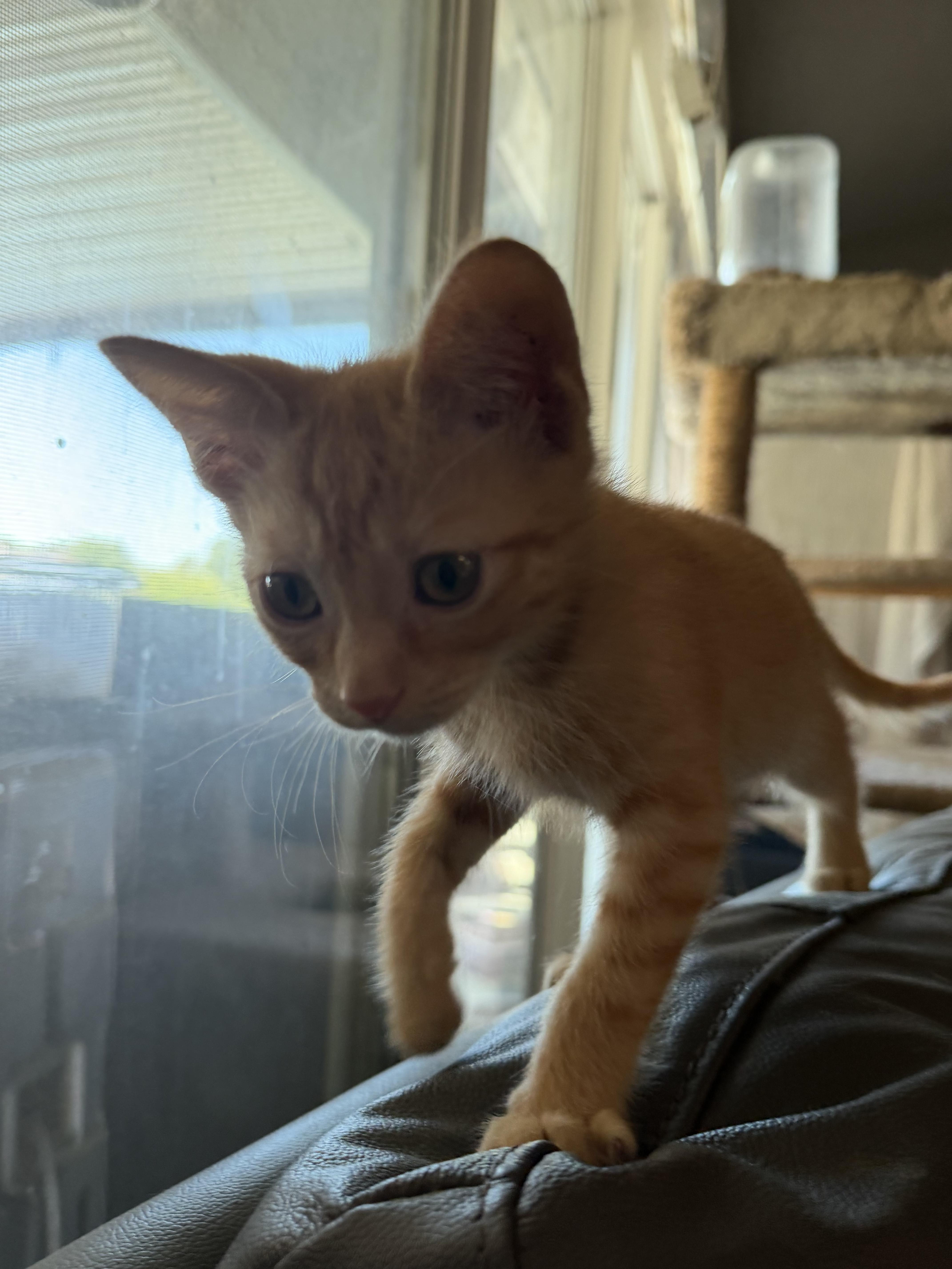 A baby small-sized female Domestic Short Hair cat named Maggie for adoption in Rio Linda, CA