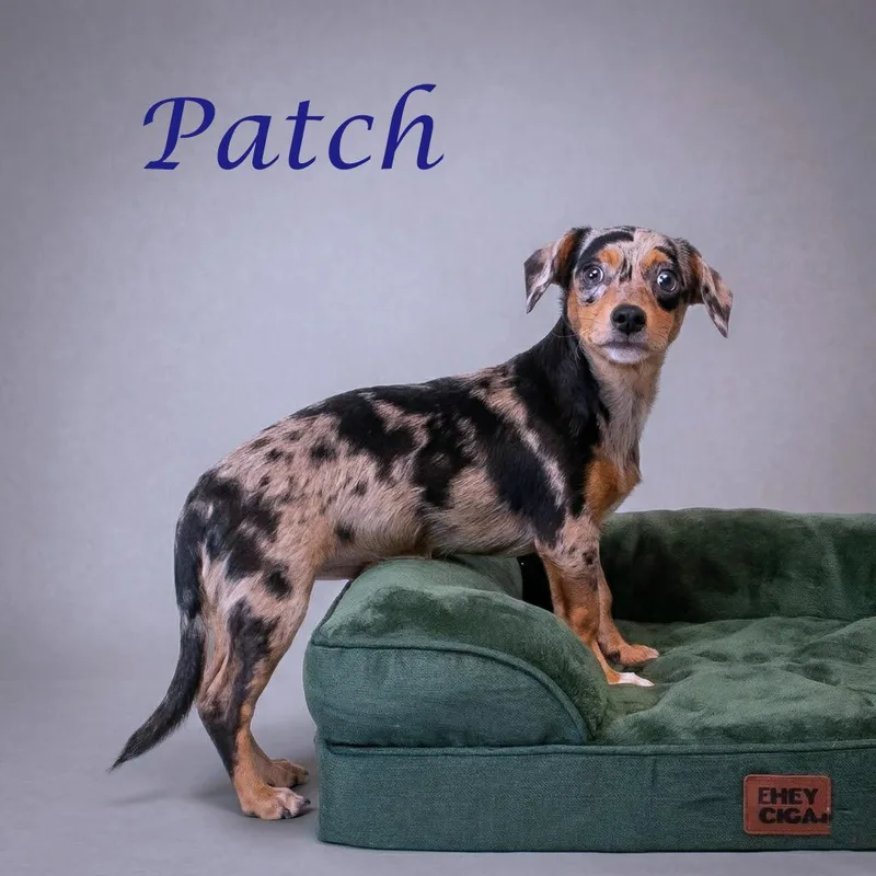 Patch D