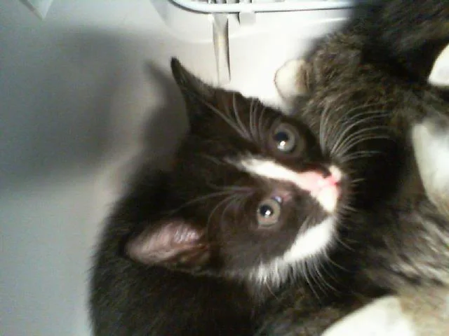 A baby small-sized male Domestic Short Hair cat named Bandit for adoption in Charlotte, NC