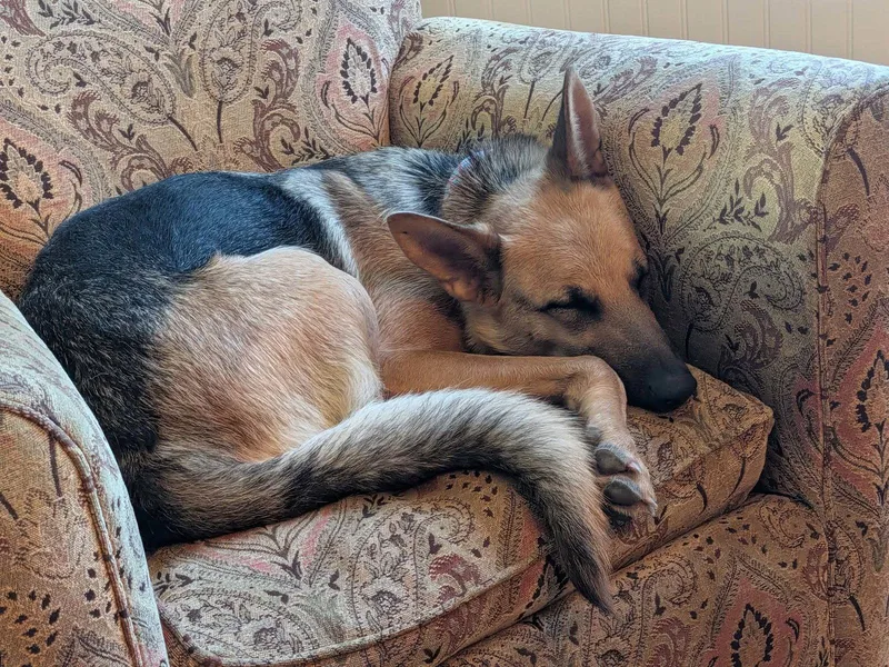 An adult large-sized female German Shepherd Dog dog named Nala for adoption in Mechanicsburg, PA