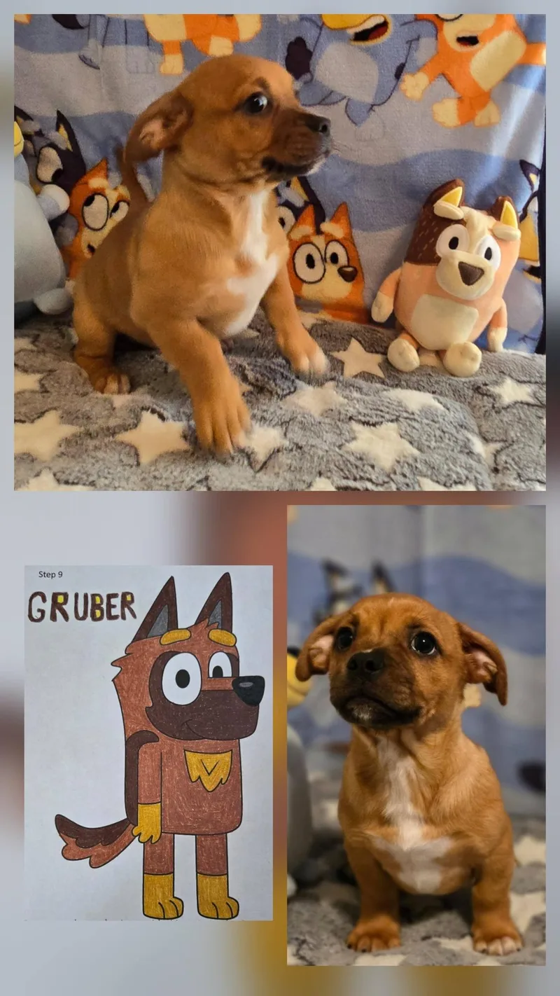 Gruber