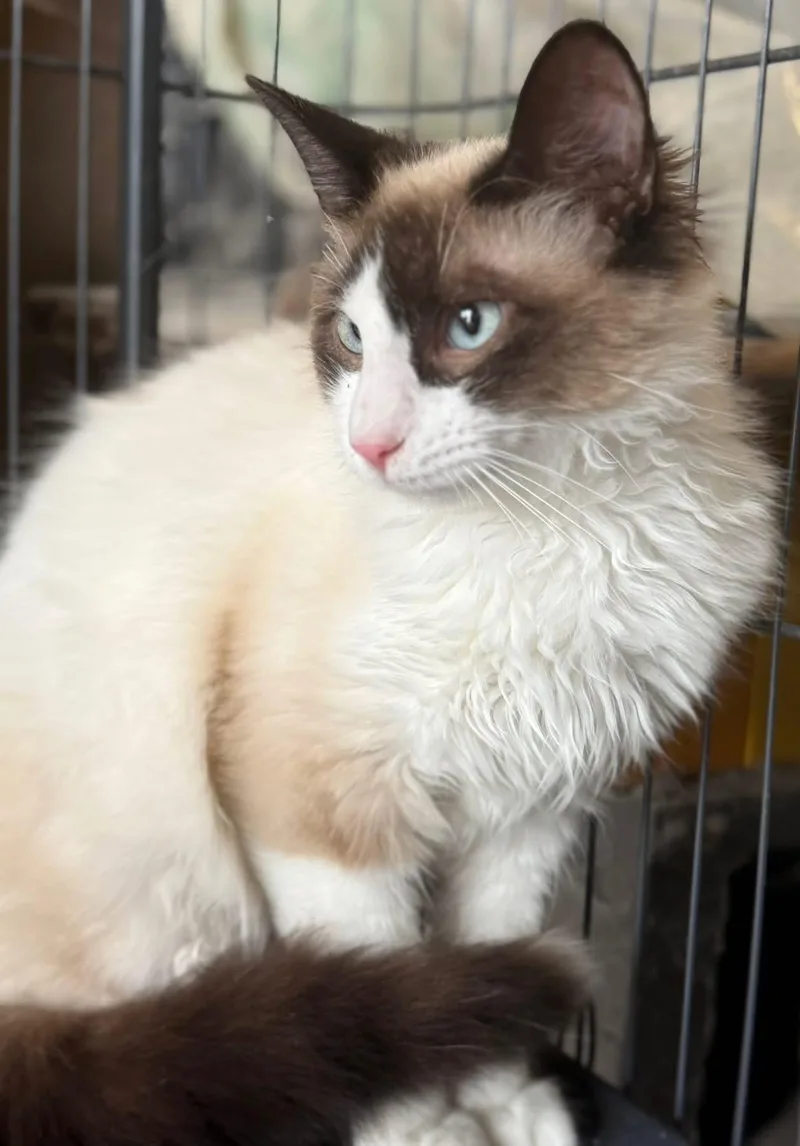 An adult medium-sized male Siamese cat named Pierson Siamese for adoption in Jackson, GA