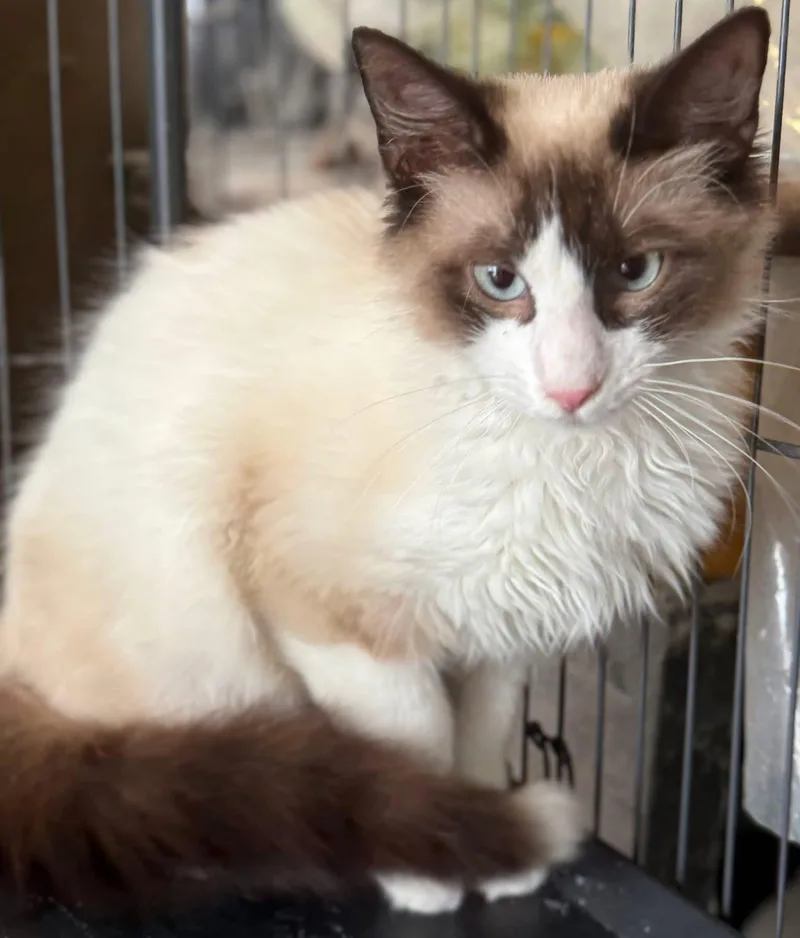 Pierson Siamese thumbnail 2