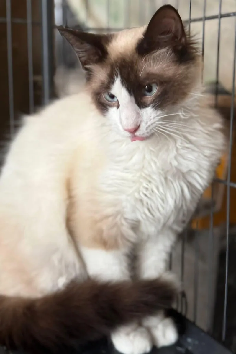Pierson Siamese thumbnail 3
