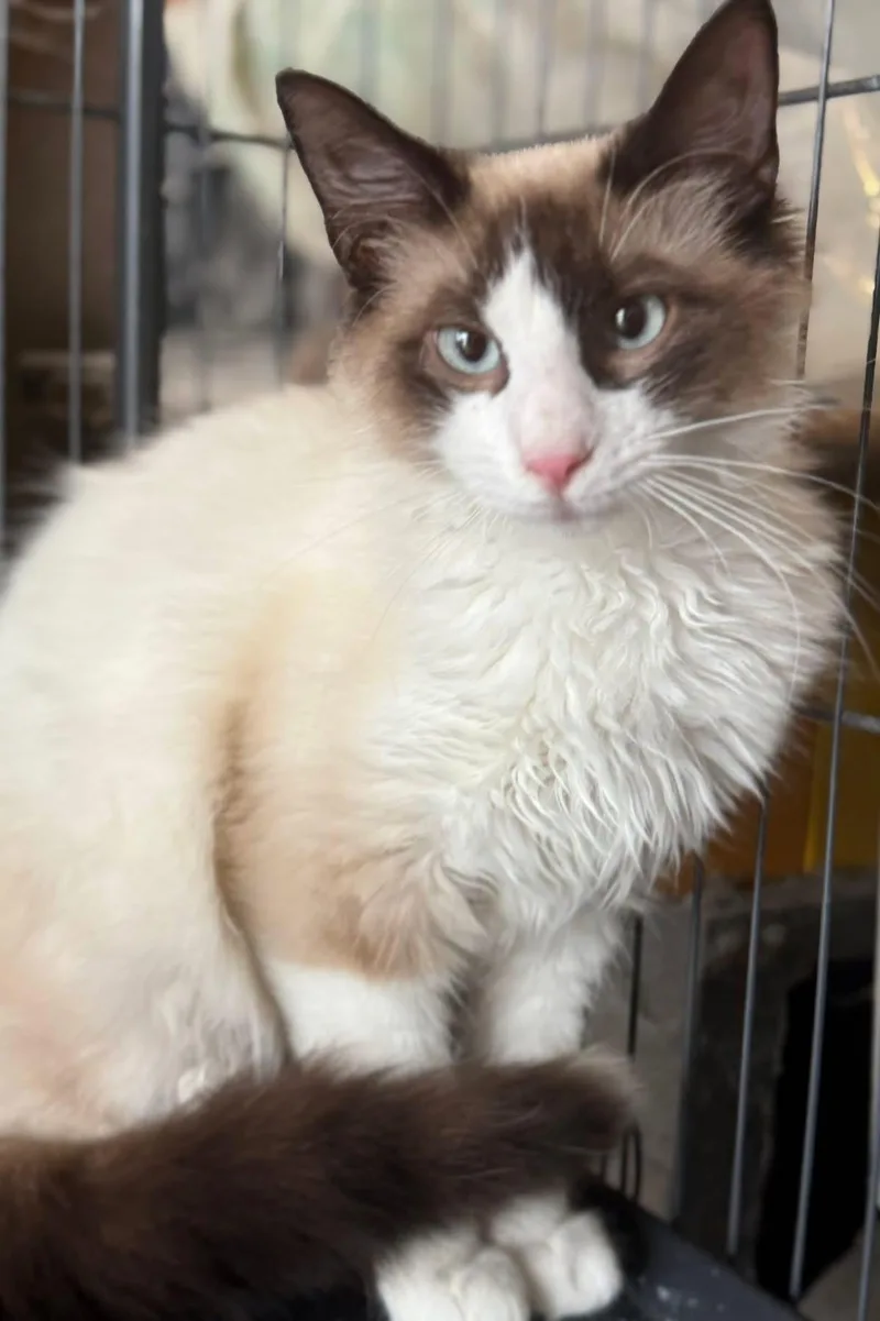 Pierson Siamese thumbnail 4