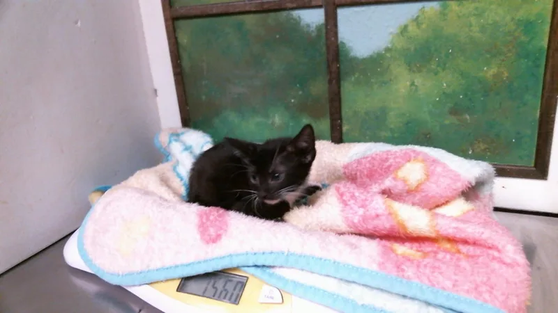 A baby small-sized female Domestic Short Hair cat named Butterfinger for adoption in Houston, TX