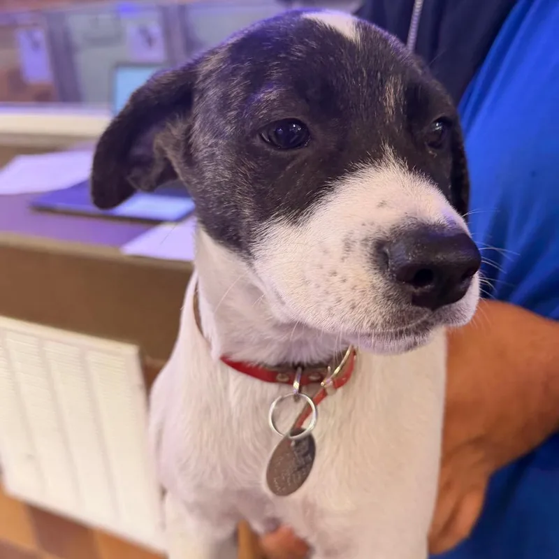 A baby small-sized female Anatolian Shepherd dog named R Dorothy for adoption in Port Washington, NY