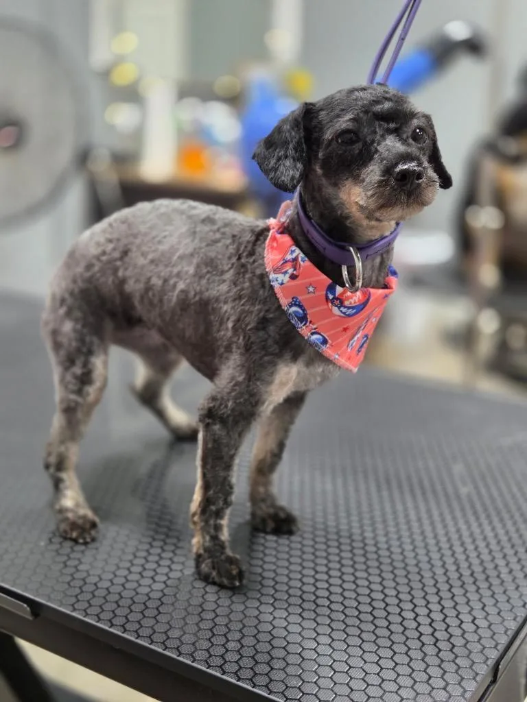 A young small-sized female Poodle dog named Abby for adoption in Valparaiso, IN