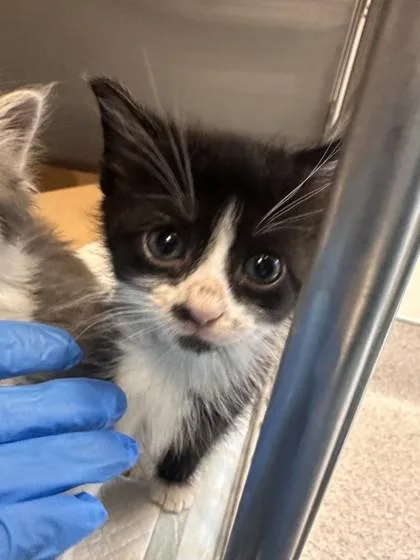 A baby small-sized female Domestic Short Hair cat named Doodle for adoption in Roseville, CA