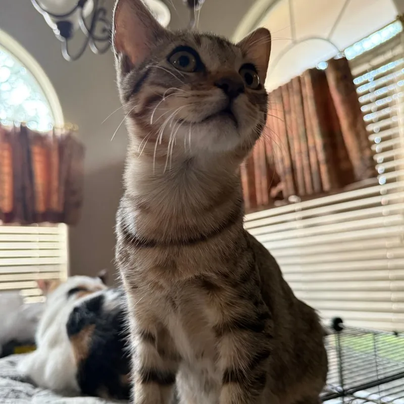 Under Pressure thumbnail 2