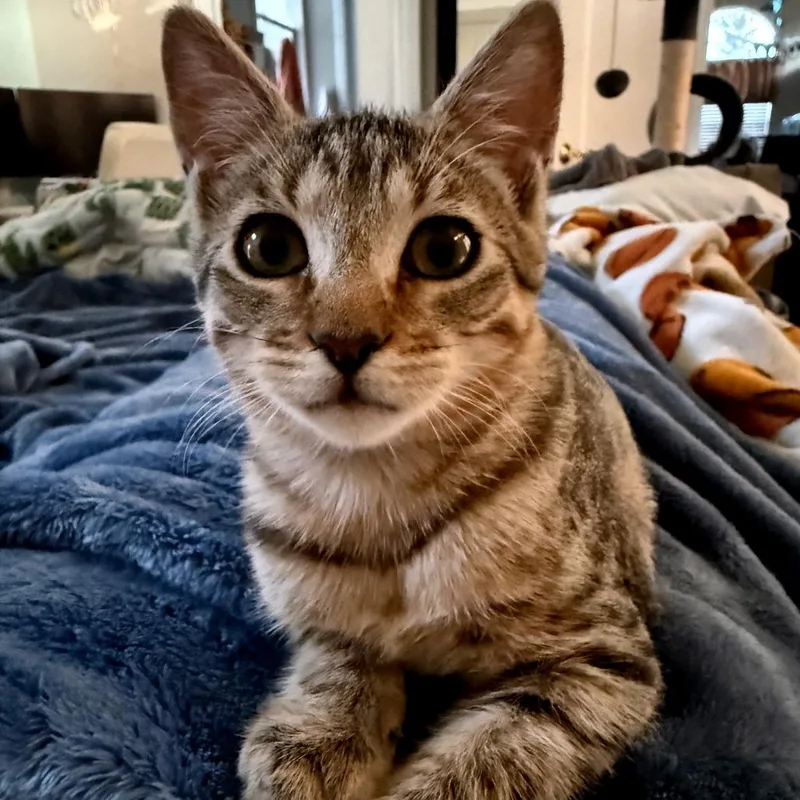 Under Pressure thumbnail 3