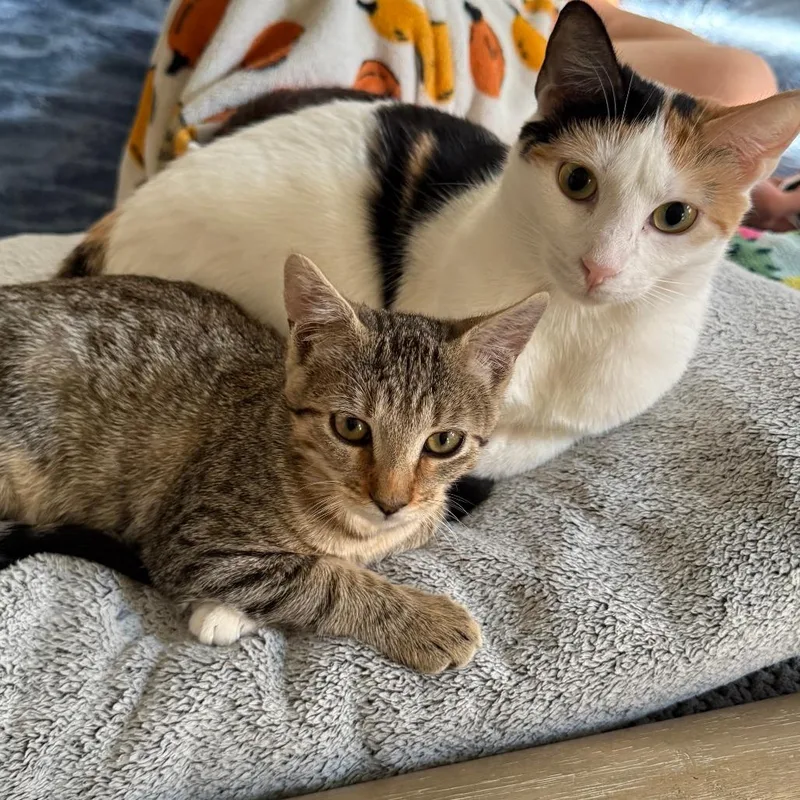 Under Pressure thumbnail 4