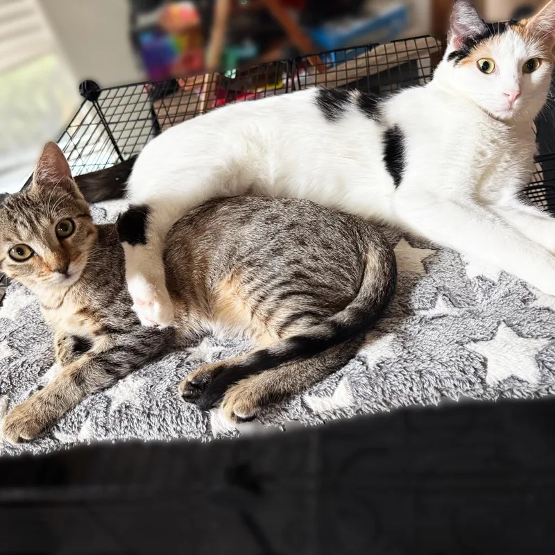 Under Pressure thumbnail 6