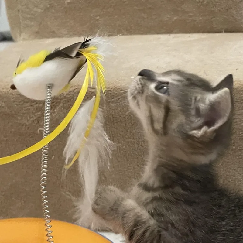 A baby small-sized female White Domestic Short Hair cat named Espresso for adoption in Kanab, UT