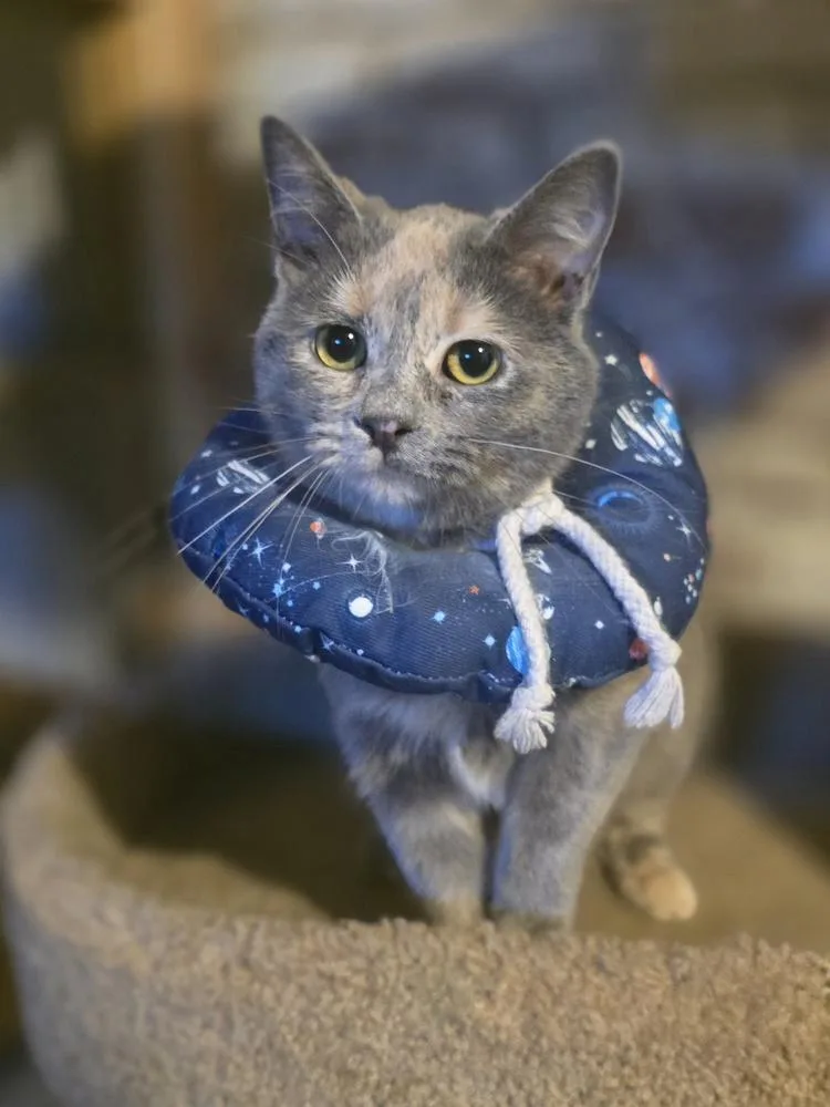 A young small-sized female Gray / Blue / Silver Domestic Short Hair cat named Petal K for adoption in Metamora, IL