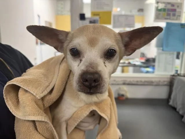 An adult small-sized male Chihuahua dog named Winston for adoption in Los Angeles, CA
