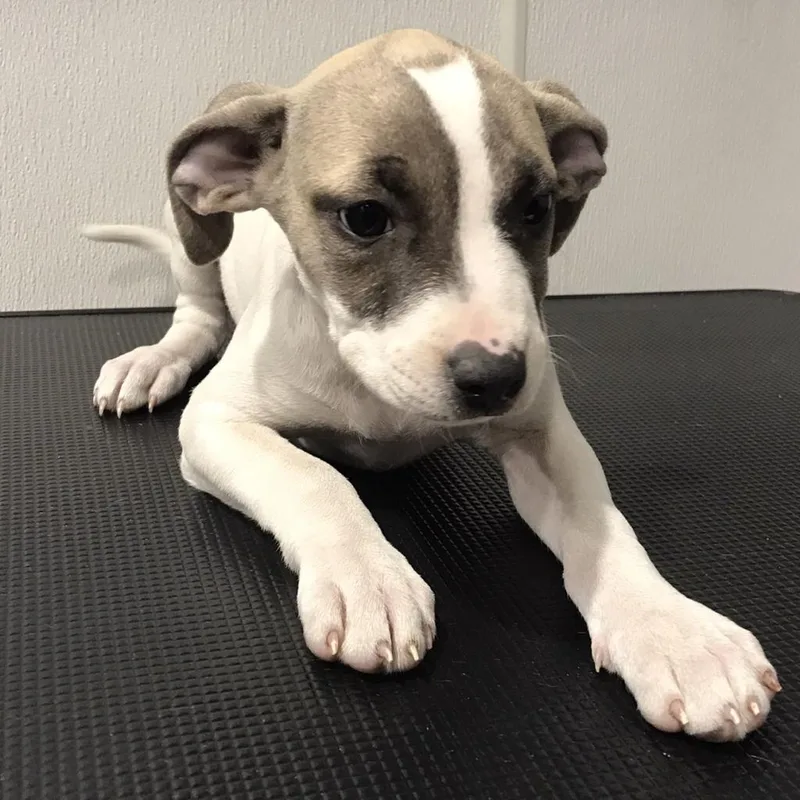 Xena
