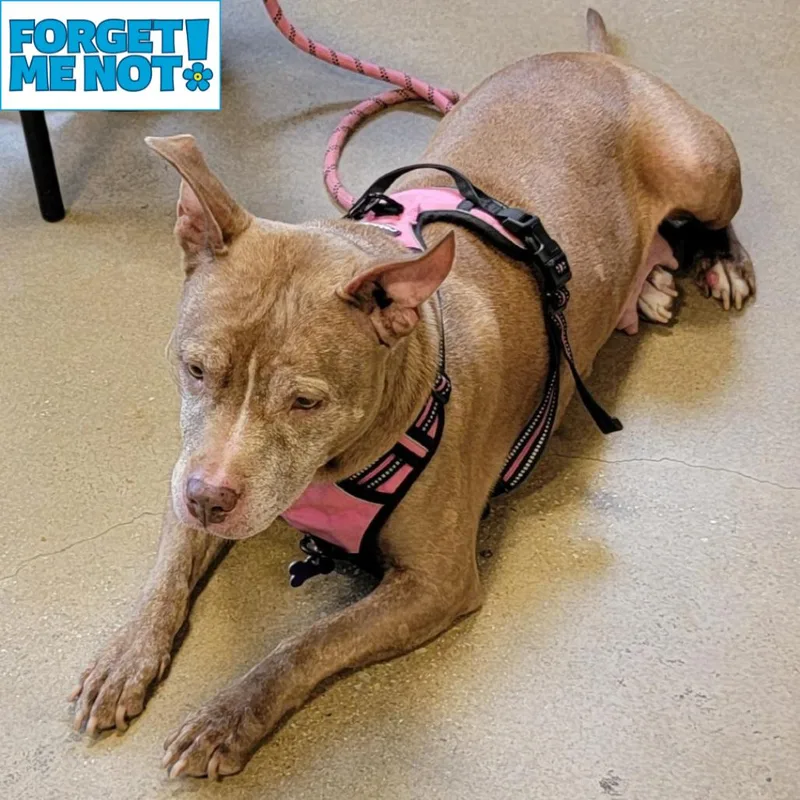 A senior medium-sized female Red / Chestnut / Orange Pit Bull Terrier dog named Red Rhonda for adoption in Baltimore, MD