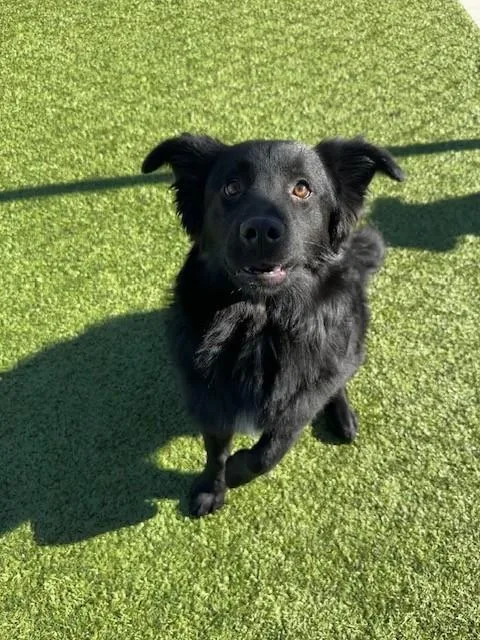 A young medium-sized male Black Australian Shepherd dog named Davis for adoption in Fayetteville, AR