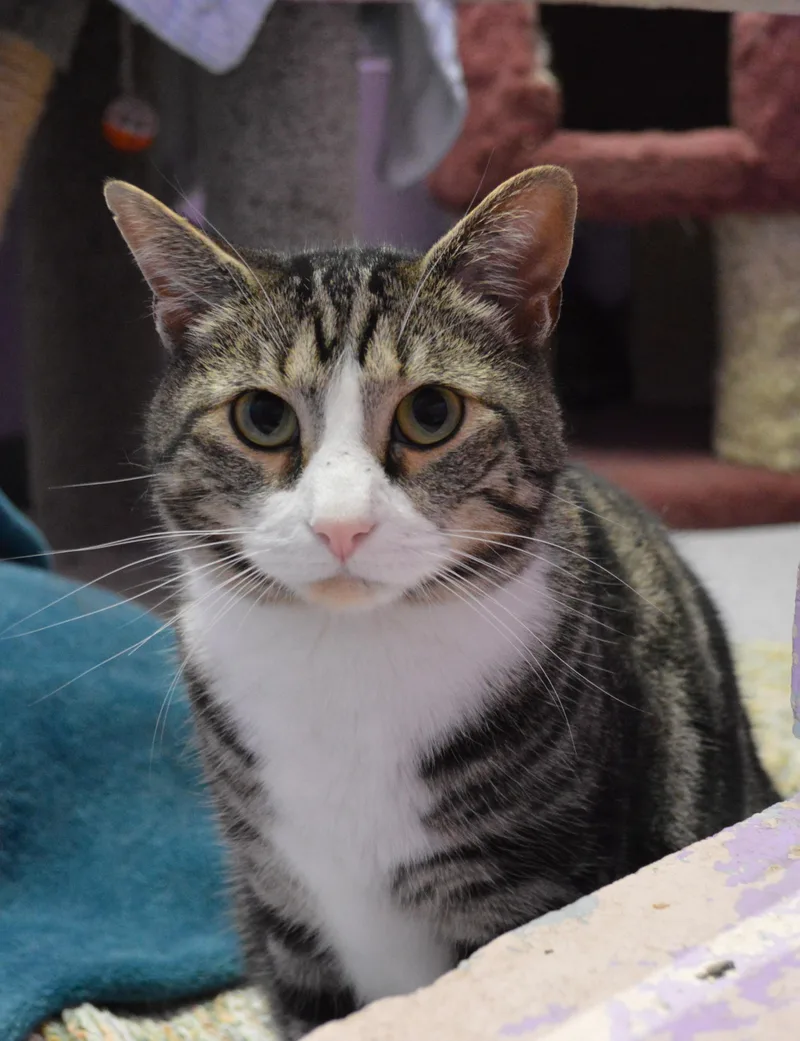 A young large-sized male Tabby (Brown / Chocolate) Domestic Short Hair cat named Junie for adoption in House Springs, MO