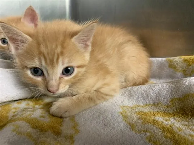 A baby small-sized male Domestic Short Hair cat named Lub for adoption in Grand Prairie, TX