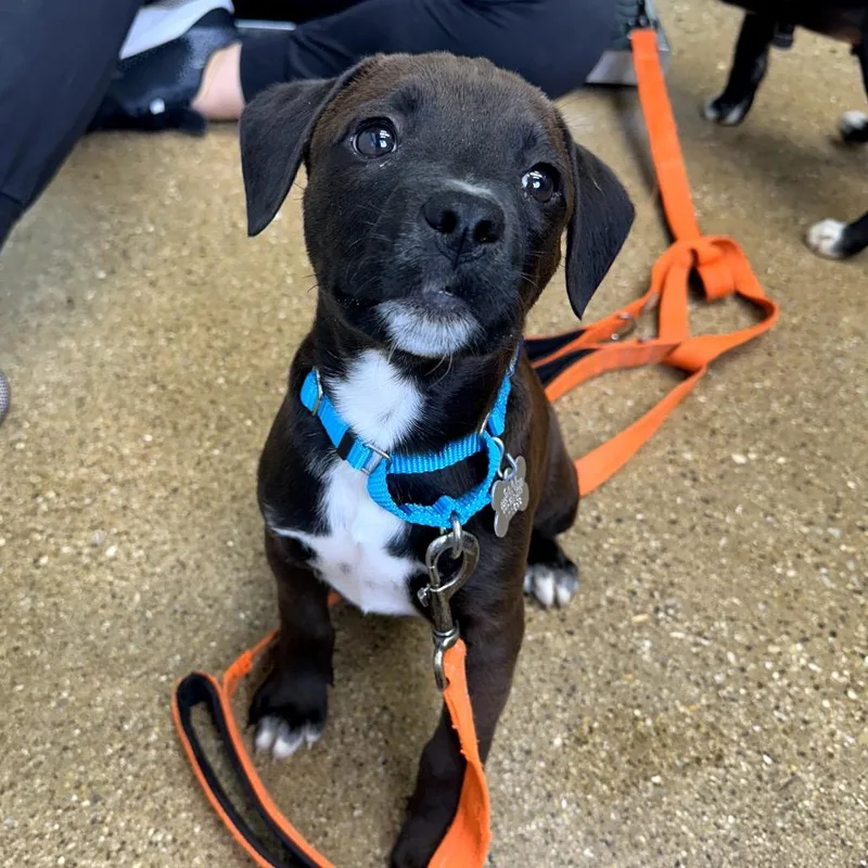 A baby small-sized female Black Mixed Breed dog named Poppy for adoption in Skokie, IL