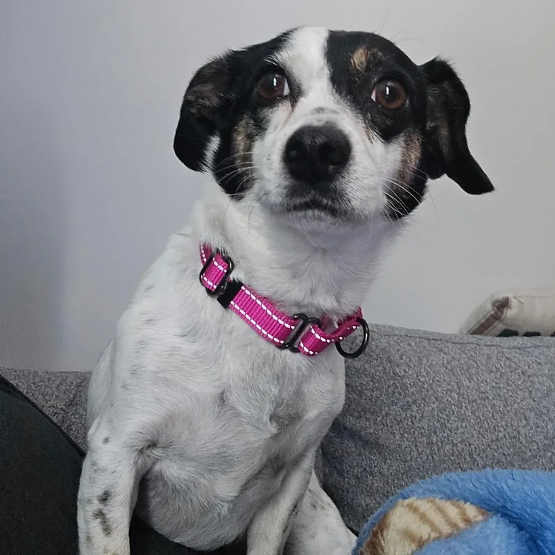An adult small-sized female White / Cream Chihuahua dog named Georgia for adoption in Martinsburg, WV