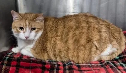 An adult medium-sized female Tabby (Orange / Red) Domestic Short Hair cat named Foxxy for adoption in Butte, MT