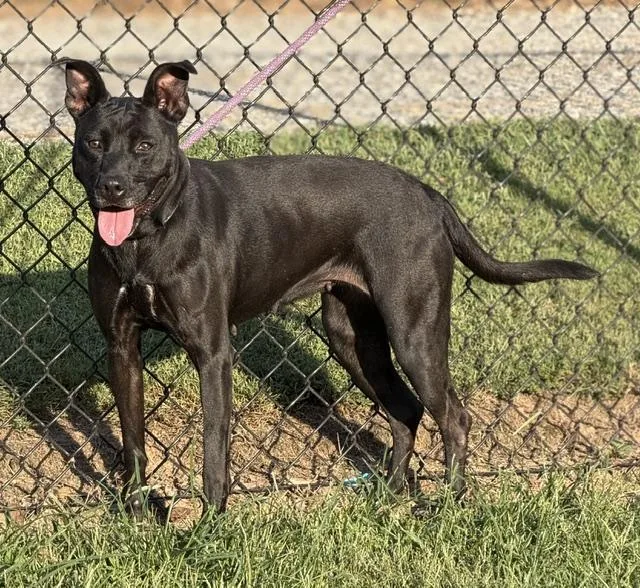 An adult medium-sized female Mixed Breed dog named Nyla for adoption in Lake Wylie, SC