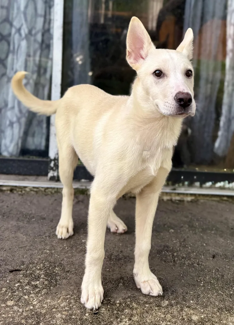 A baby medium-sized male White / Cream Siberian Husky dog named Rocco Snow for adoption in Proctorville, OH