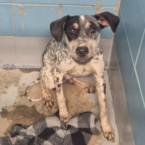 A young medium-sized male Bluetick Coonhound dog named Pongo for adoption in Houston, TX