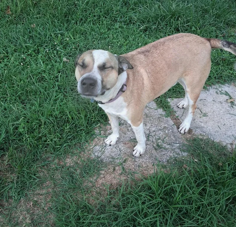 An adult medium-sized male Mixed Breed dog named Louie for adoption in Windsor, MO